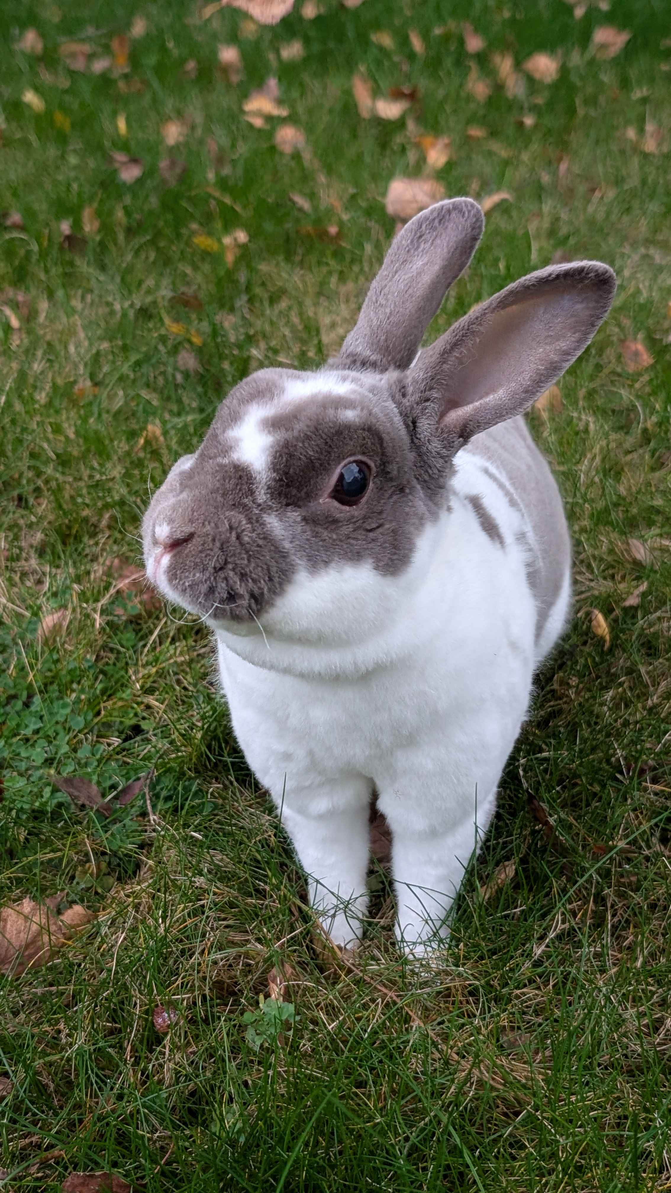 Placeholder for Obi-bun