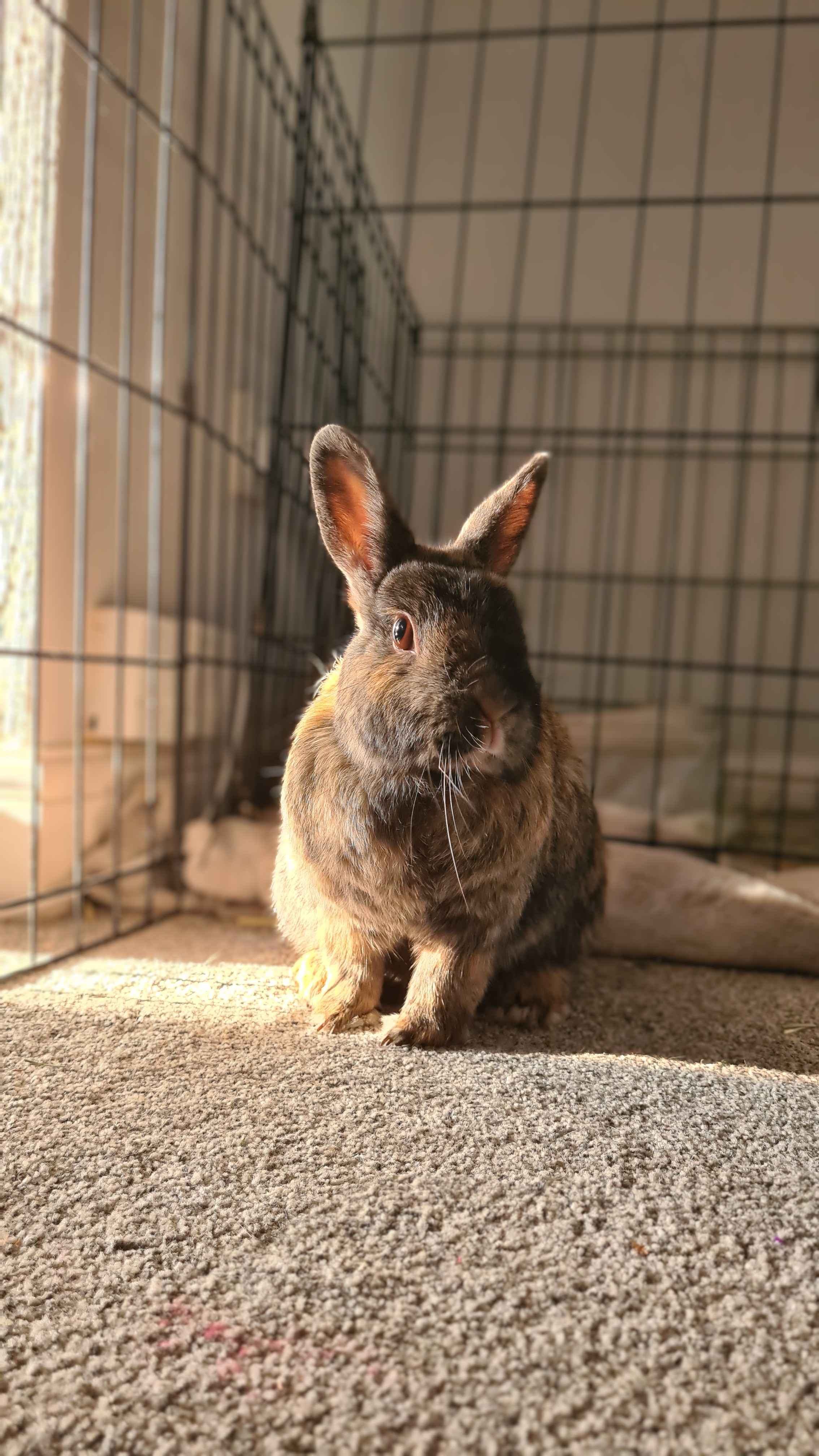 Placeholder for Sisko